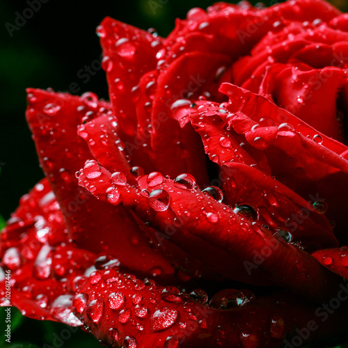 dew drops on rose