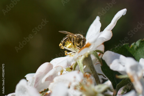 Bee on a flower of the white cherry blossoms in spring © serkucher