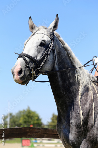 Side view portrait of grey horse with nice braided mane against