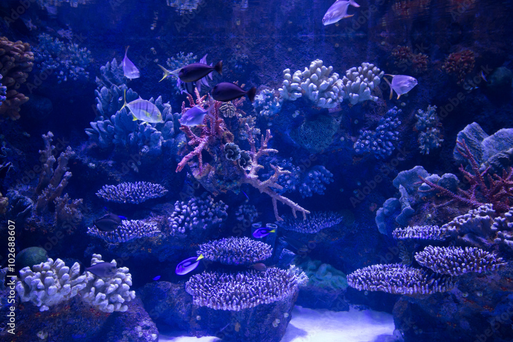 Fototapeta premium aquarium