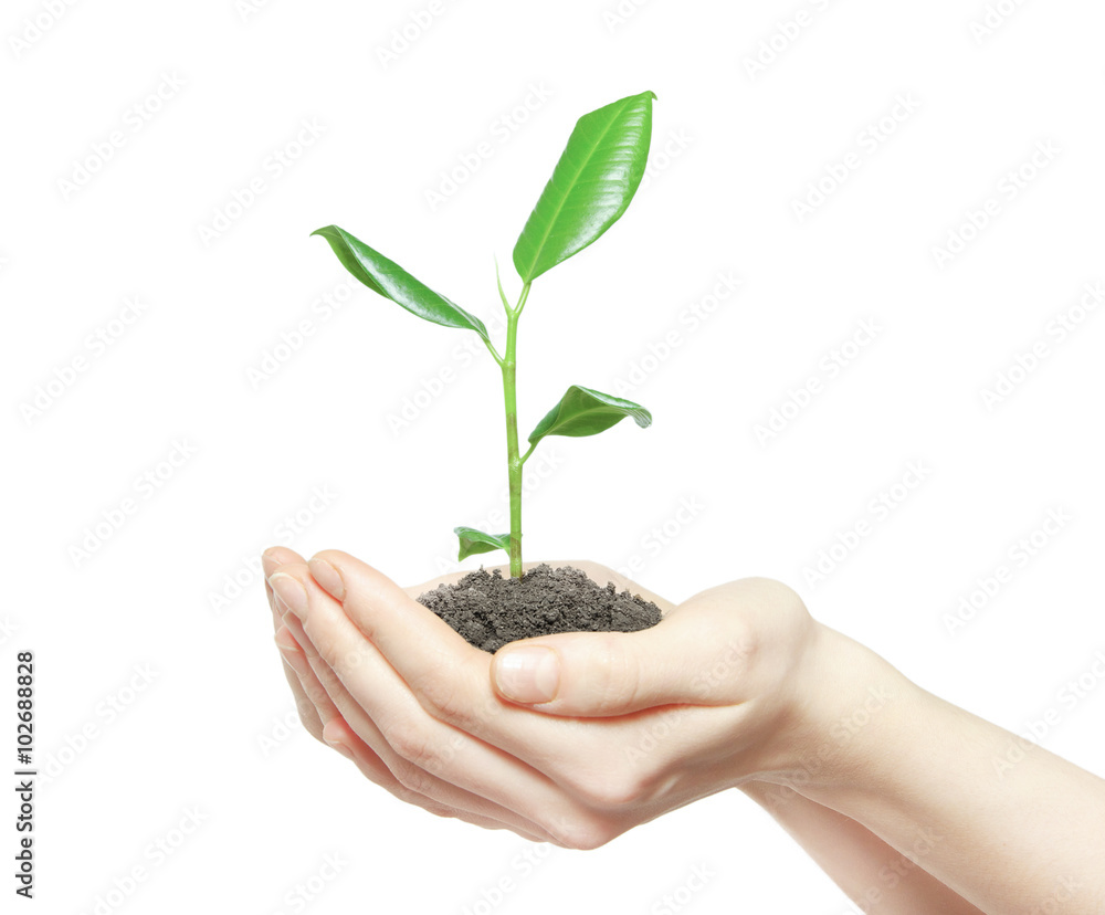 Human hands holding green small plant new life concept Human hands holding green small plant new life concept