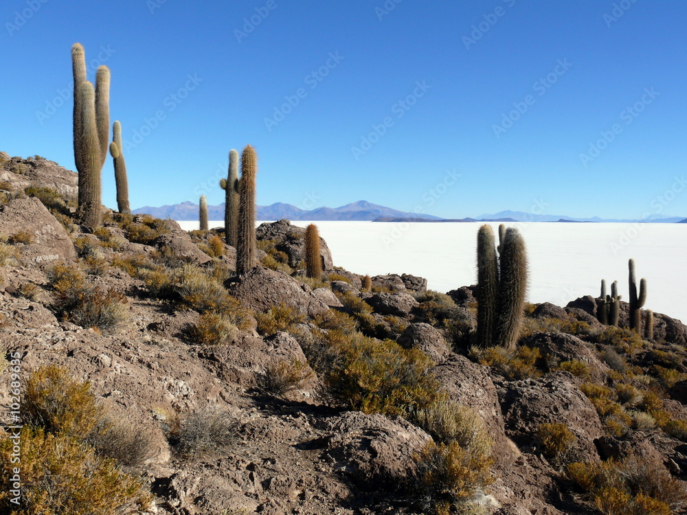 Salar de Uyuni (salt flat), Bolivia. A view from the Isla Incahuasi with great cacti.