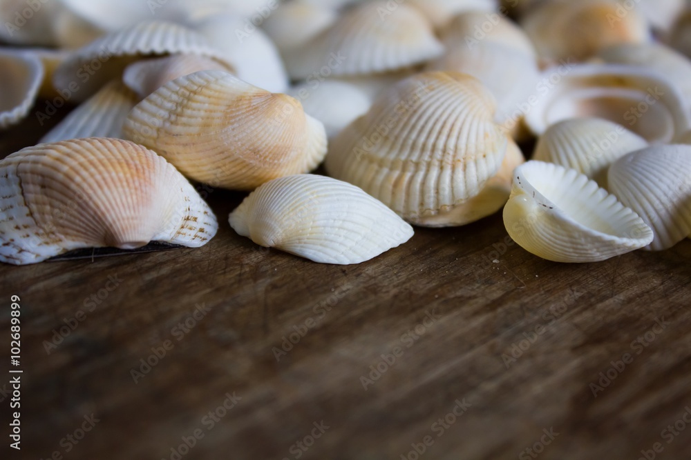 Marine small white seashells