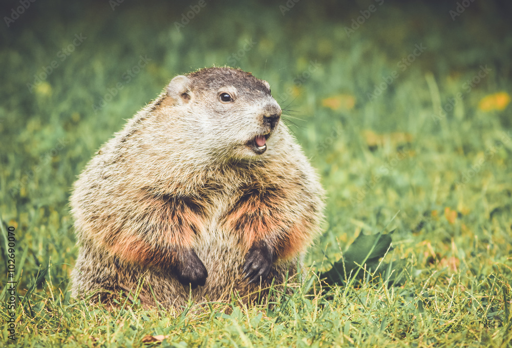 Chubby and cute Groundhog (Marmota Monax) sitting up on grass and ...