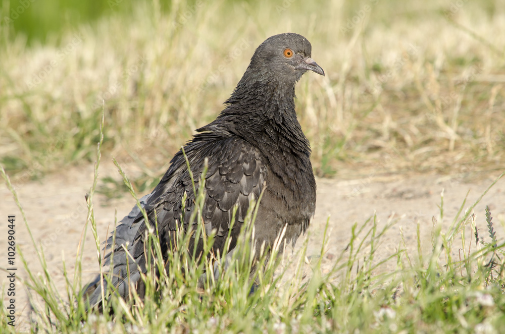 Pigeon - the Blue rock pigeon - Columba livia Pigeon - the Blue rock pigeon - Columba livia