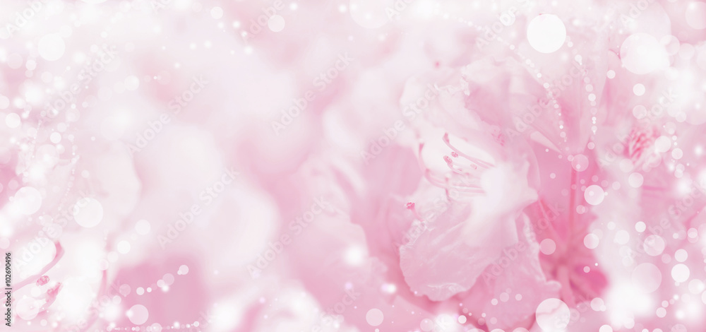 Beautiful  pink pastel floral romantic background with light and bokeh, banner