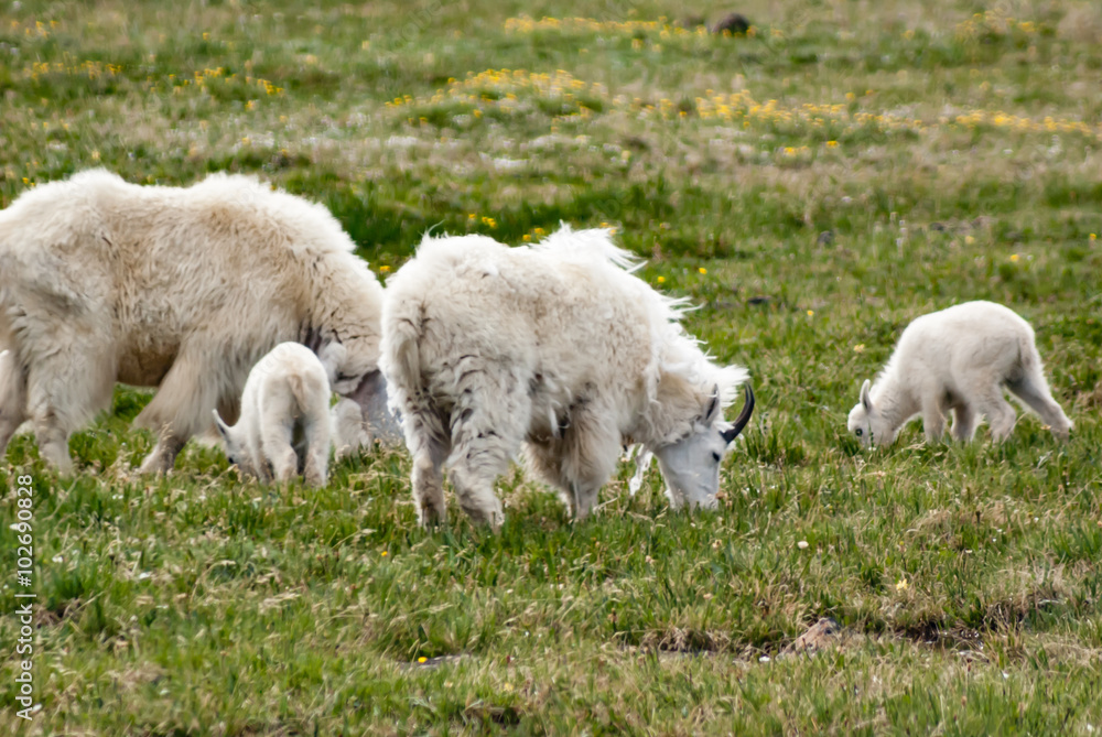Fototapeta premium Montana Mountain Goats