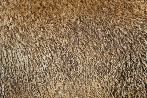 Fur texture old bison hair