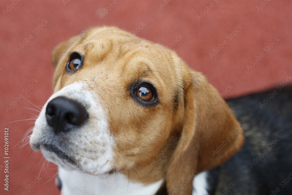Small Beagle dog on red background looking up