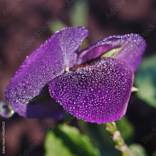 Dew drops on orchid