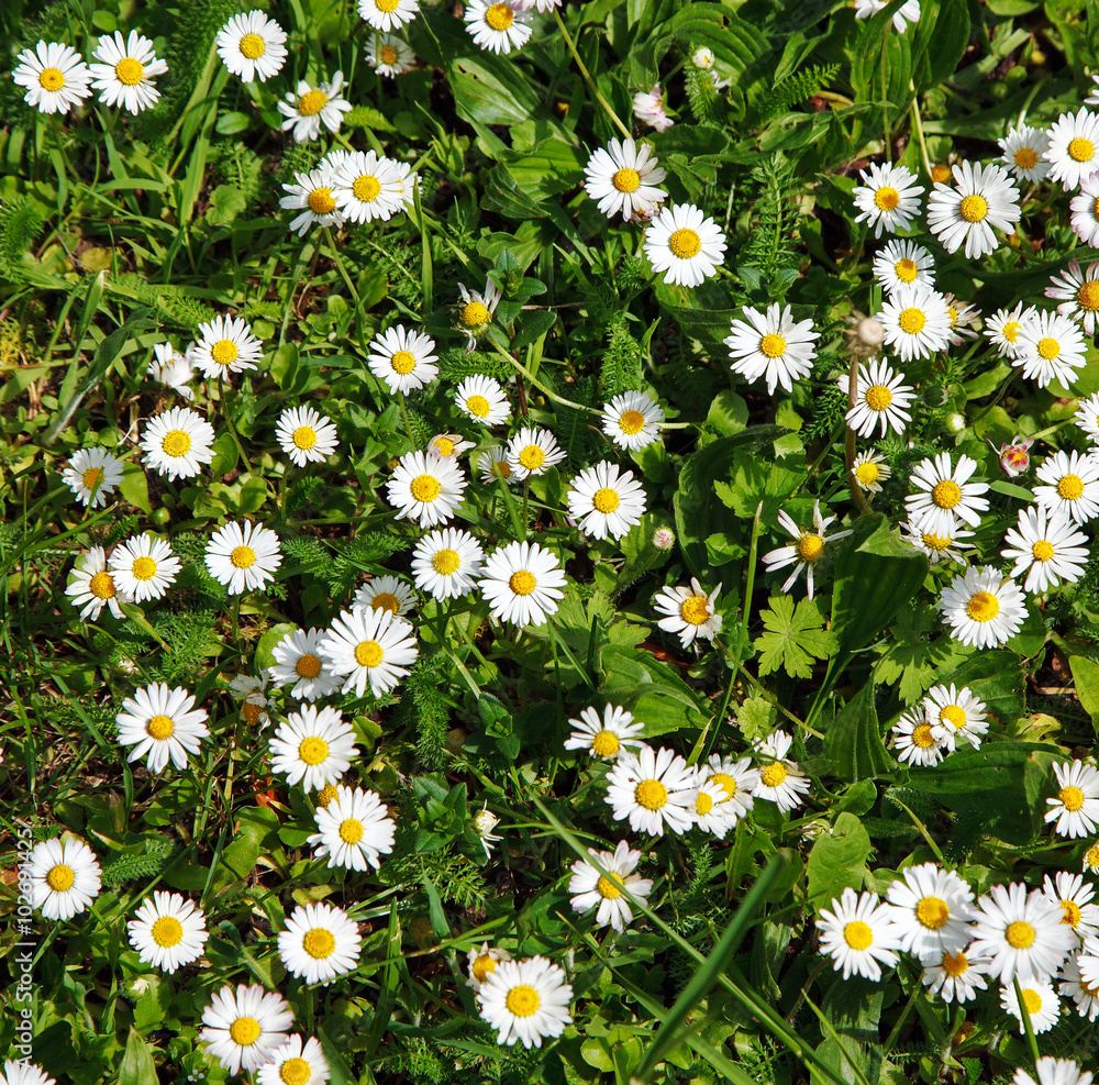 Fototapeta premium summer daisy field