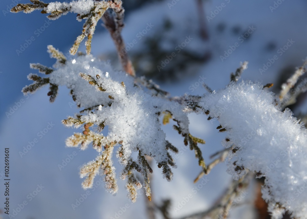Schnee und Eiskristalle auf Winterzweig Schnee und Eiskristalle auf Winterzweig