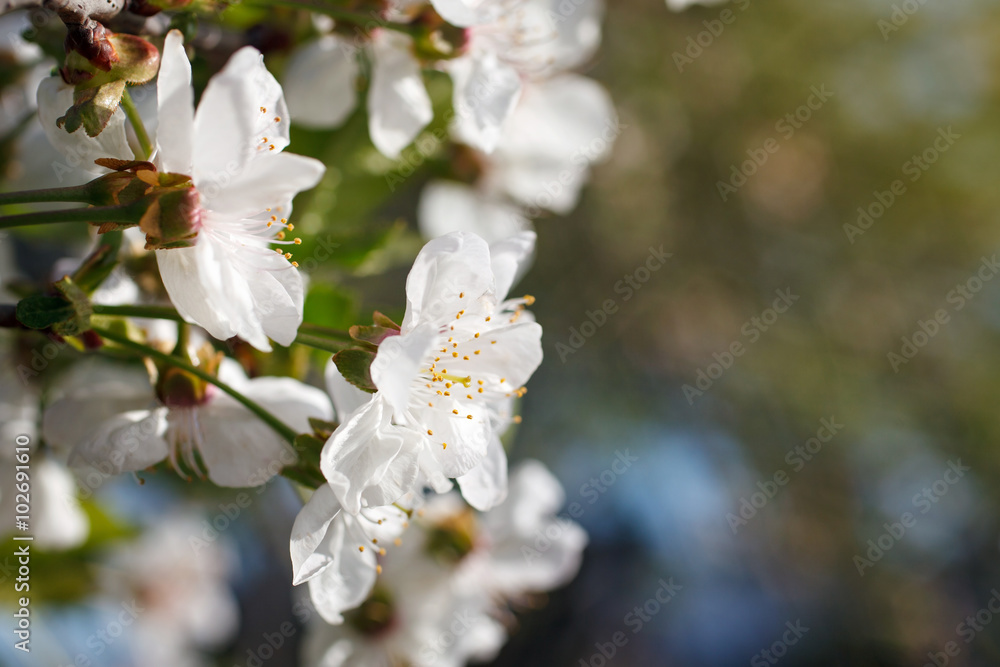 white flowers blooming on branch white flowers blooming on branch
