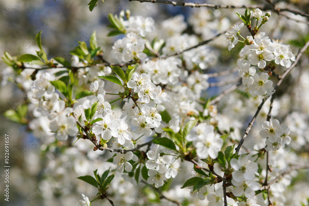 white flowers blooming on branch white flowers blooming on branch