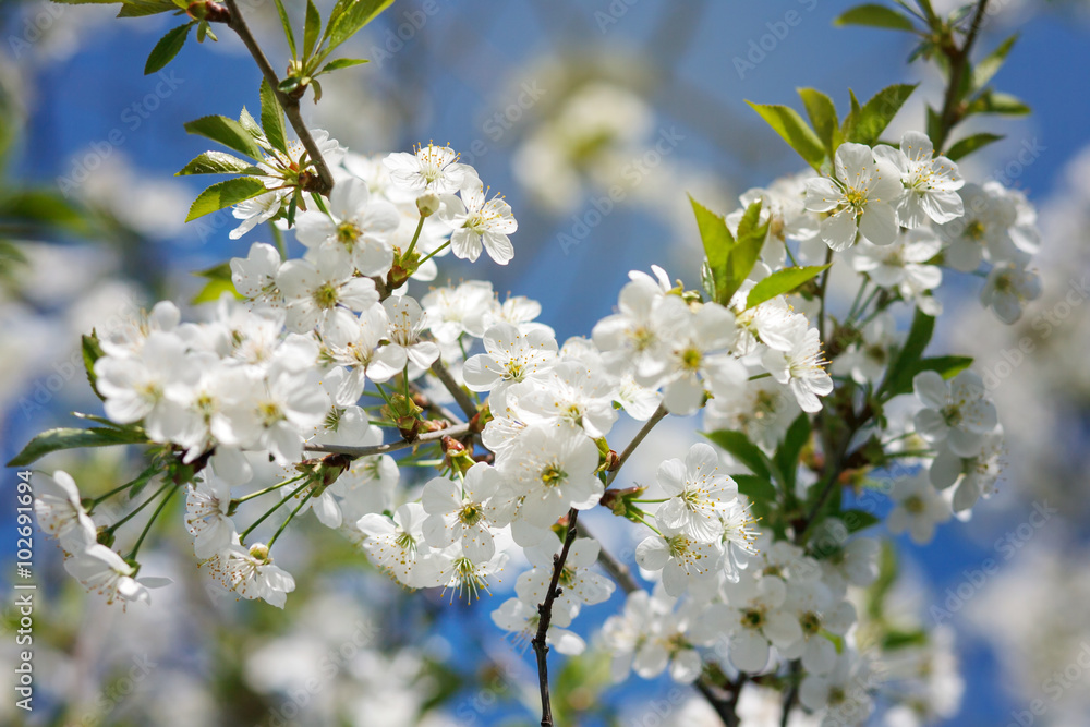 white flowers blooming on branch white flowers blooming on branch