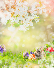 Easter bunny in spring garden with blossom and easter eggs and flowers.