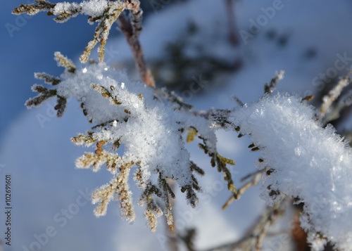 Schnee und Eiskristalle auf Winterzweig photo