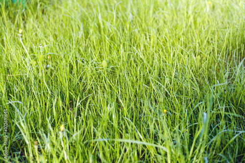 beautiful Green grass background, springtime