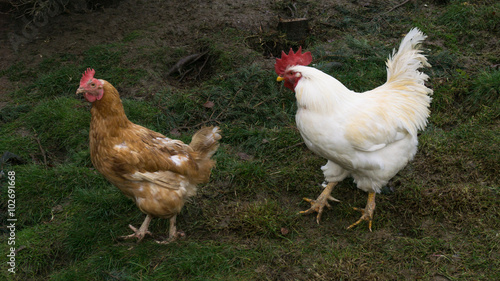 free-range chiken. hens cock