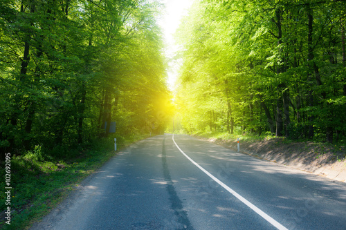 asphalt road through sunny summer forest
