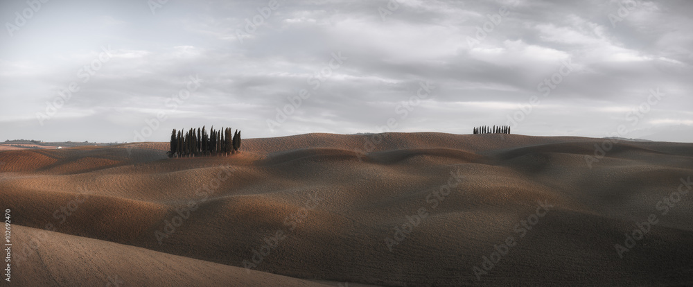 Obraz premium Panorama of cypress grove at the field