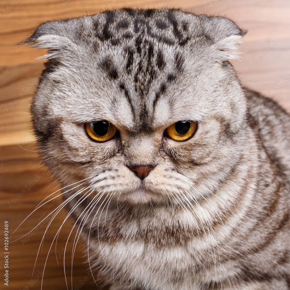 bicolor stripes cat with yellow eyes Scottish Fold bicolor stripes cat with yellow eyes Scottish Fold