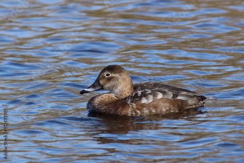 Stockente Weibchen