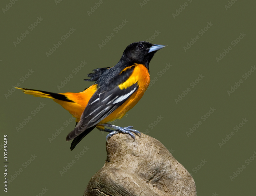 Fototapeta premium Northern Baltimore Oriole (Icterus galbula)