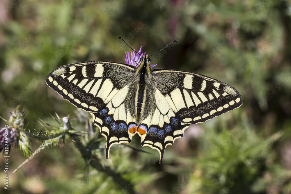 Fototapeta premium Papilio machaon, Swallowtail butterfly from Italy, Europe
