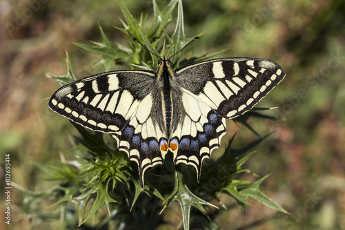 Papilio machaon, Swallowtail butterfly from Italy, Europe