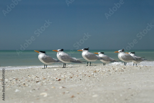 Photography Royal Terns (Sterna maxima)