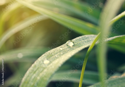 summer morning dewdrop