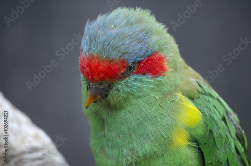 musk lorikeet photo