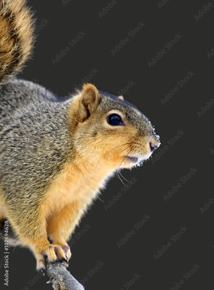 Eastern Gray Squirrel (Sciurus carolinensis) Eastern Gray Squirrel (Sciurus carolinensis)