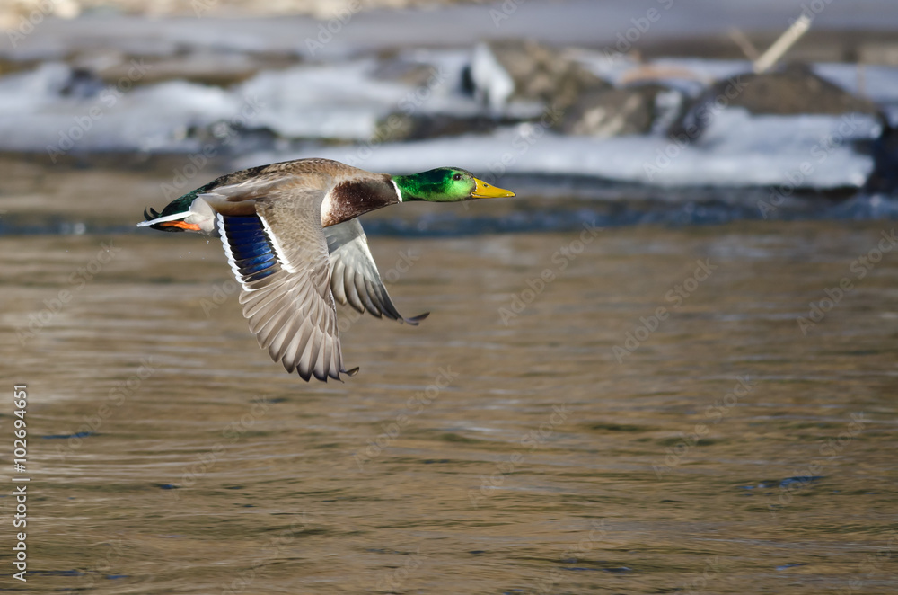 Mallard Duck Flying Over the Frozen Winter River Mallard Duck Flying Over the Frozen Winter River