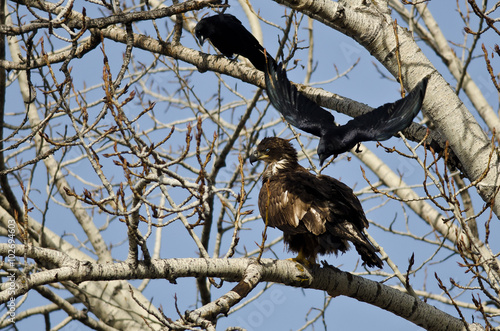 Young Bald Eagle Being Attacked by an American Crow