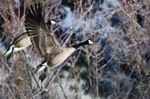 Pair of Canada Geese Flying Across the Snowy Winter Terrain
