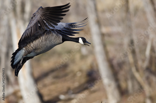 Canada Goose Coming in for a Landing © rck