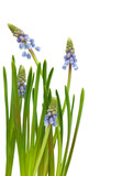 Bluebells flower (Grape Hyacinth, Muscari armeniacum)