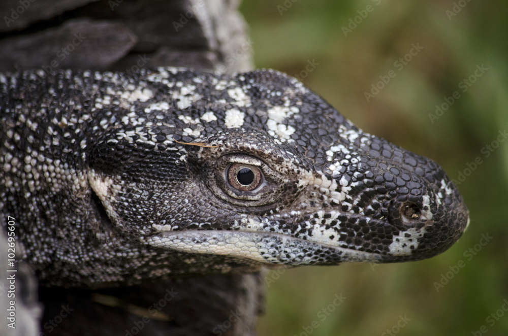 Fototapeta premium lace lizard