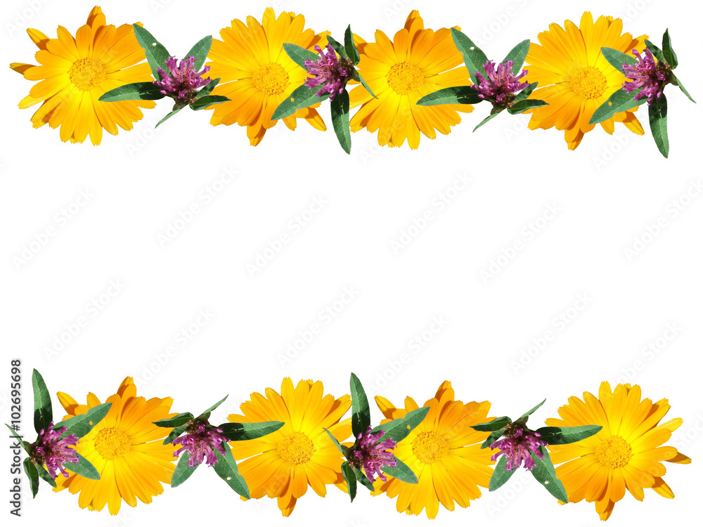 Yellow flower isolated. Marigold Yellow flower isolated. Marigold