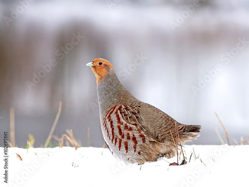 Konstfotografi Grey partridge (Perdix perdix)