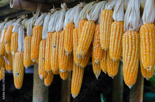 Ripe dried corn cobs hanging