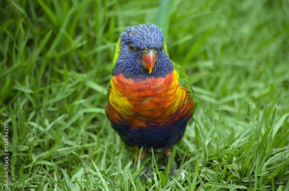 Naklejka premium rainbow lorikeet