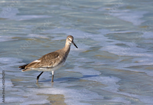 Willet (Catoptrophorus semipalmatus) photo