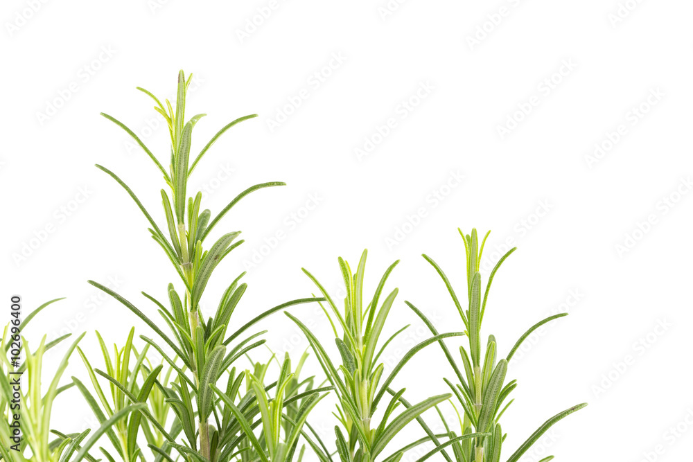 Fototapeta premium Branches of rosemary on a white background