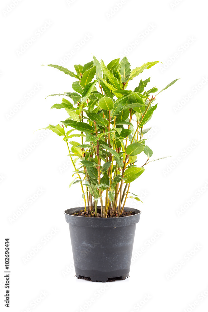 Small laurel tree in flower pot Small laurel tree in flower pot