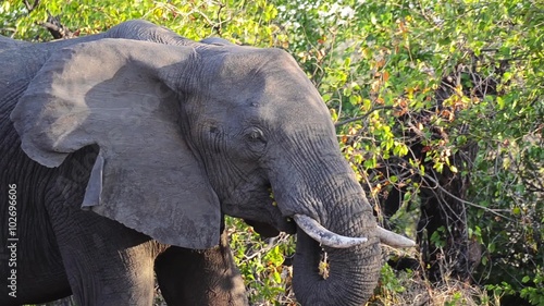 Elefante che mangia