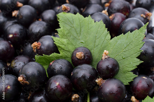 Black currant with leafs top view