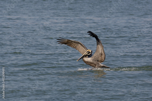 Brown Pelican (Pelecanus occidentalis) © geraldmarella